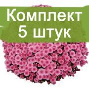 Комплект 5шт / Хризантема Черил пинк (Мультифлора/Сиреневая) (Предзаказ)