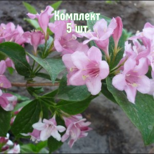 Комплект 5шт / Вейгела садовая Фиери Лемуана